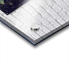 Hollyhocks Guard the Stone House Acrylic print