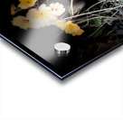 Spring Primroses Acrylic print