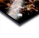 Out Spoken Acrylic print