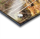 Scottish Highlands Spring Ramble                                                                                                                    Acrylic print