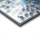 Peacock Showing Off Acrylic print