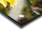     Lone Spring Daffodil                                                                                                                  Acrylic print