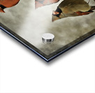 CARDINALS 7 Acrylic print