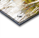  Scottish Highlands Spring Birch Trees                                                                                                                     Acrylic print