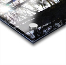  Dark Forest Sun in the Scottish Highlands                                                                                                                     Acrylic print