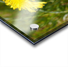  Springs Dandelion in the Scottish Highlands                                                                                                                     Acrylic print