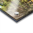 Springs Path Through the Scottish Highlands                                                                                                                      Acrylic print