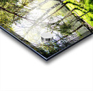  Early Spring Birch and Pine Trees in the Scottish Highlands                                                                                                                     Acrylic print