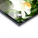 Scottish Highlands Daffy                                                                                                                      Acrylic print