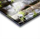   Scottish Highlands Leaves Reflections                                                                                                                     Acrylic print