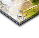 Spring Forest Path in the Scottish Highlands                                                                                                                       Acrylic print