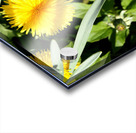  Scottish Highlands Dandelion Flowers and Seeds                                                                                                                      Acrylic print