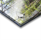  Spring Birch in the Scottish Highlands                                                                                                                     Acrylic print