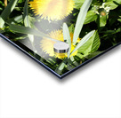  Dandelions Life in the Scottish Highlands                                                                                                                     Acrylic print