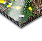 Scottish Highlands Daffs Amidst the Ferns                                                                                                                      Acrylic print