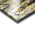  Forests Spring Light in the Scottish Highlands                                                                                                                      Acrylic print