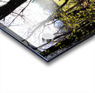 Spring Sheep in the Scottish Highlands                                                                                                                      Acrylic print