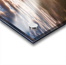 Canadian Autumn - 1 Acrylic print