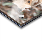 Fox Cubs Acrylic print