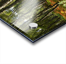 Scottish Highlands Summer Birch Acrylic print