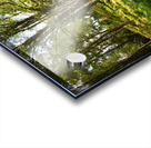 Scottish Highlands Summer Walk Acrylic print