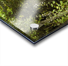 Scottish Highlands Summer Trail Acrylic print