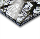 Bald Eagle on Gun Lake Acrylic print