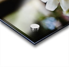 Soft Spoken Acrylic print