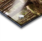 Scenes from the Trail-Summer Path Acrylic print