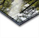 Spring Forest in the Scottish Highlands                                                                                                     Acrylic print