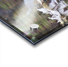 Turtle with reflection of fall colors ~ Gun Lake Acrylic print