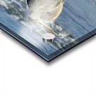 Great Blue Heron on Anna Maria Island beach Acrylic print