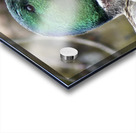 Male Mallard ~ Gun Lake Acrylic print