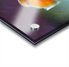 Scottish Highlands Robin in the Snow Acrylic print