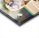 BORN TO SKATE III Acrylic print