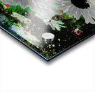 Abstract Psychedelic Daises Acrylic print