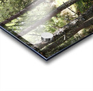 Pine Forest Light in the Scottish Highlands                                                                                                                  Acrylic print