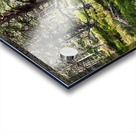 Pine Forest Trail in the Scottish Highlands                                                                                                                      Acrylic print