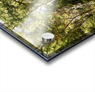 Scottish Highlands Forest Path  Acrylic print