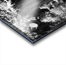 Pine Tree in Black and White Acrylic print