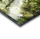 Summer Birch Path in the Scottish Highlands  Acrylic print