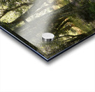 Forest Sunlight in the Scottish Highlands Acrylic print