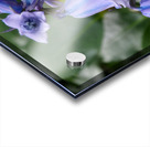   May Bluebells                                                                                                                    Acrylic print