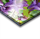 Spring Columbine                                                                                                                      Acrylic print