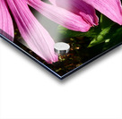 Impressionistic Cone Flower Acrylic print