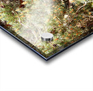 Sunlights Singing Pine Tree in the Scottish Highlands Acrylic print