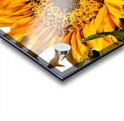 Creative Sunflower Acrylic print