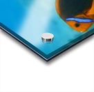 Twins clown fish Acrylic print