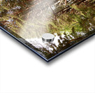 Scottish Highlands Pine Woodland  Acrylic print