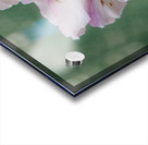  Spring Apple Blossoms                                                                                                                     Acrylic print